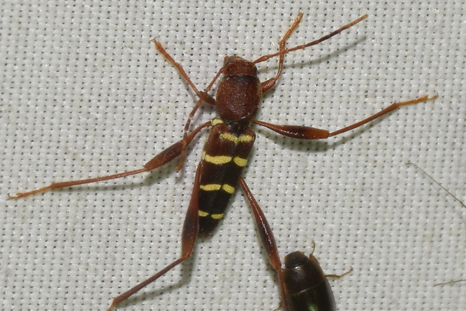 Neoclytus acuminatus - amerikai darázscincér