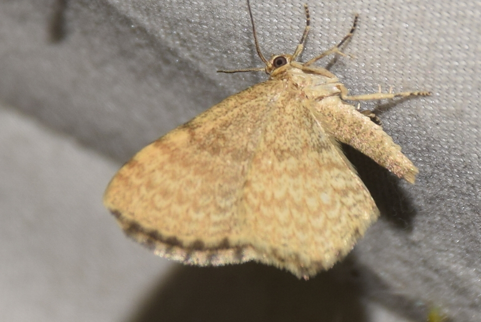 Euchoeca nebulata - barnás égeraraszoló