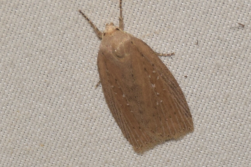 Chilodes maritima - négyfoltos nádibagoly