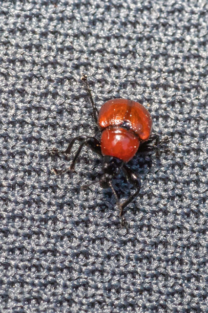 Attelabus nitens - tölgy-levélsodró