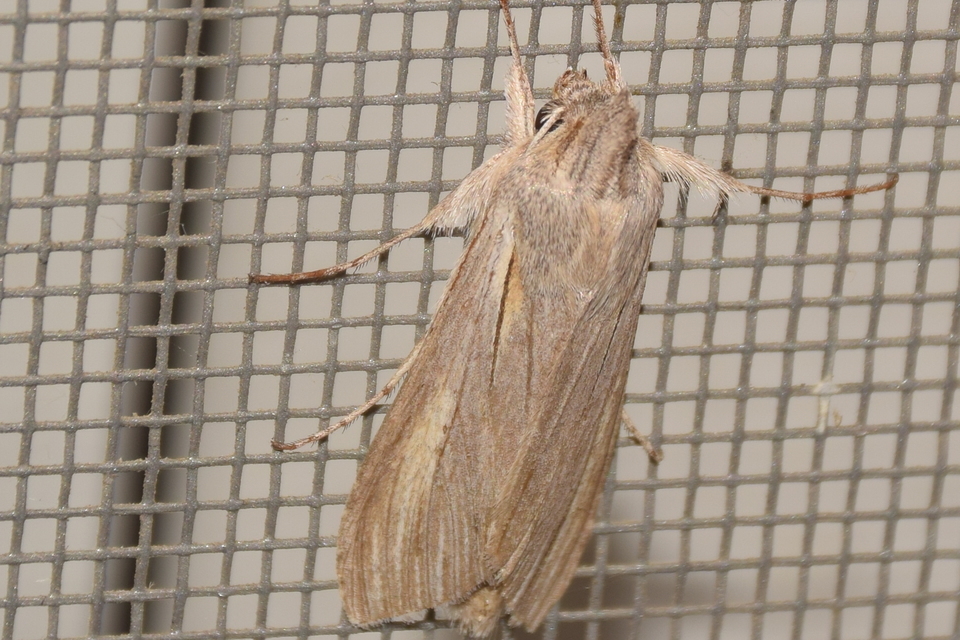 Cucullia balsamitae - homoki csuklyásbagoly