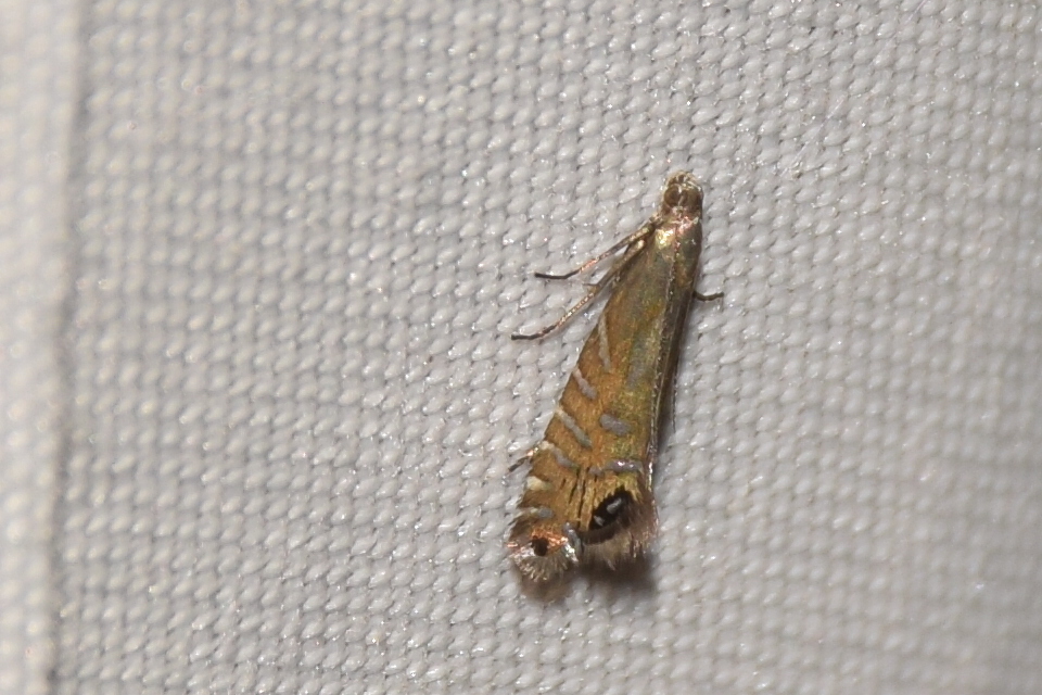 Glyphipterix thrasonella - szittyófúró szakállasmoly