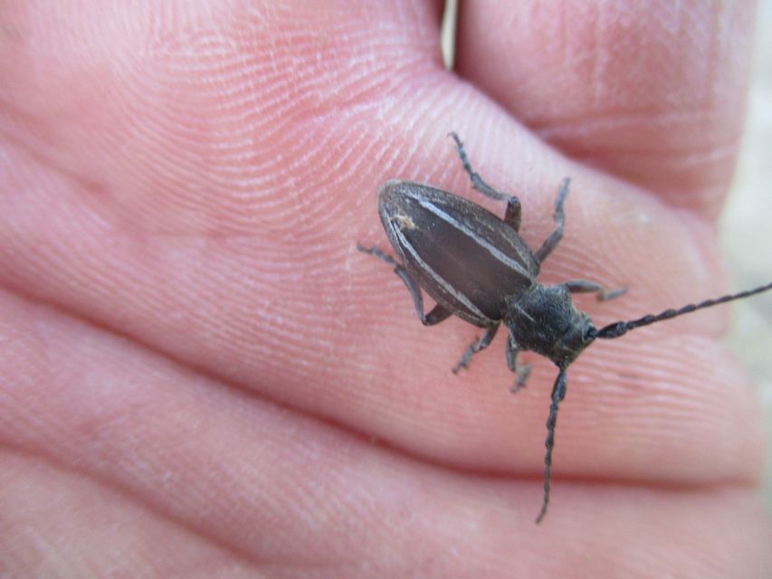 Neodorcadion bilineatum - kétsávos földicincér
