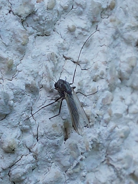 Chironominae