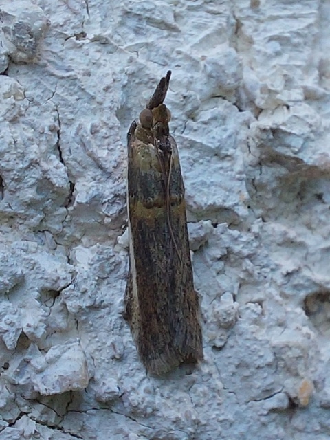 Etiella zinckenella - akácmoly