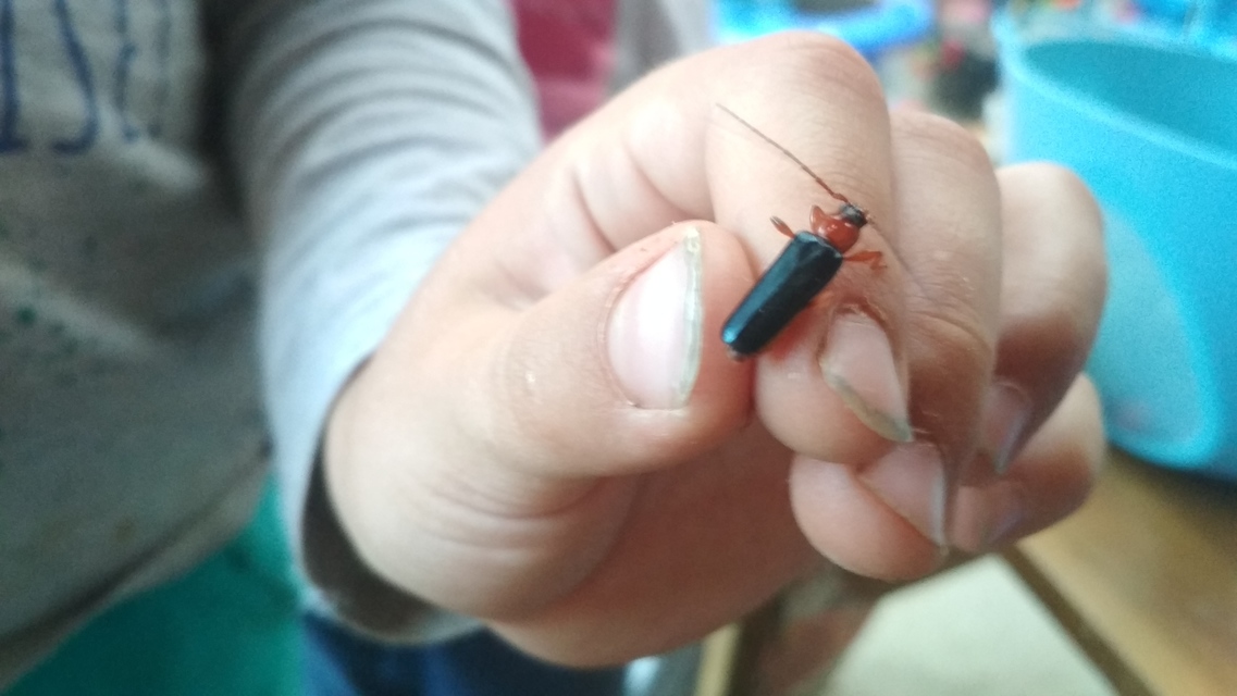 Phymatodes testaceus - változékony korongcincér