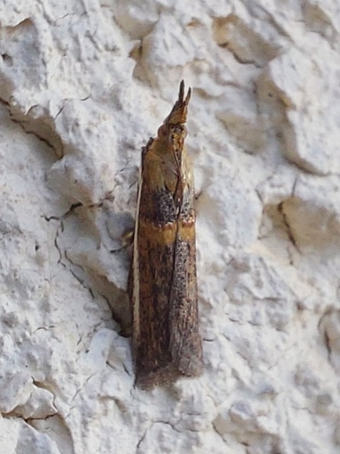 Etiella zinckenella - akácmoly