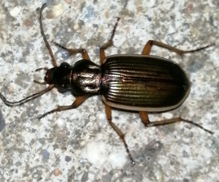 Chlaenius spoliatus - csupasz bűzfutó