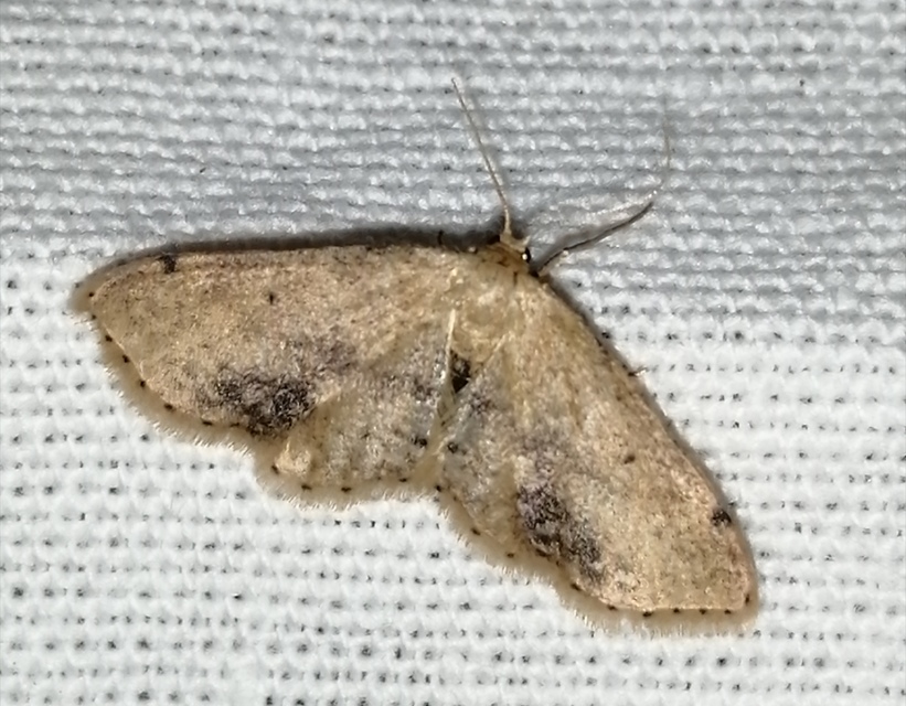 Idaea dimidiata - gyakori apróaraszoló