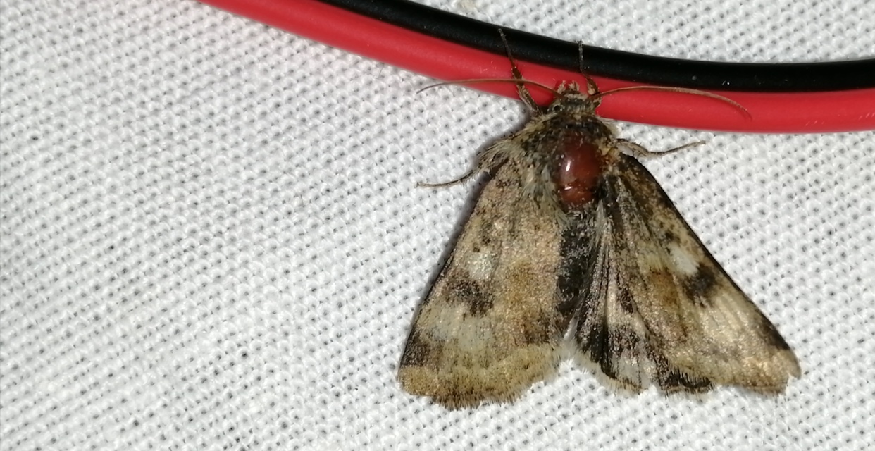 Heliothis viriplaca - mácsonyabagoly