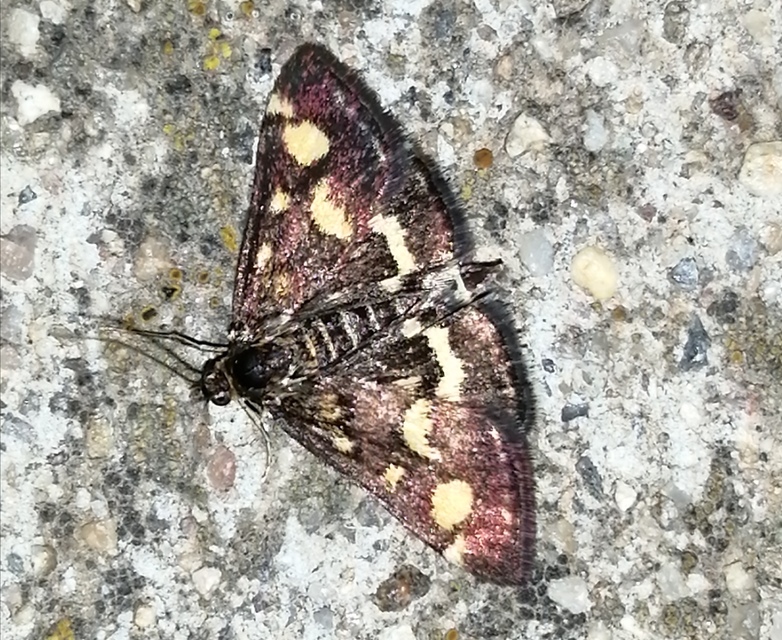 Pyrausta purpuralis - közönséges bíbormoly