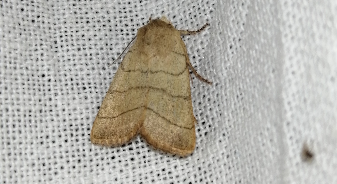 Charanyca trigrammica - háromsávos lombbagoly