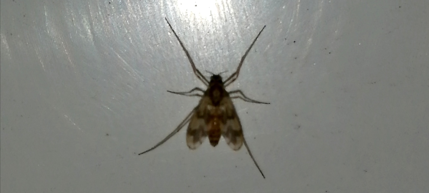 Chironomidae - árvaszúnyogok