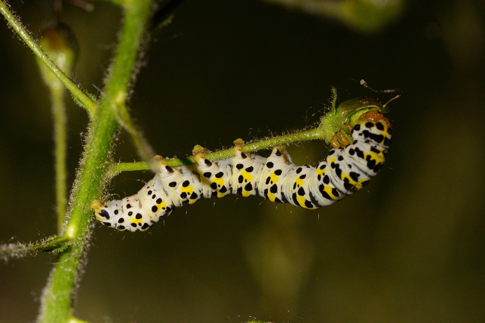 Shargacucullia gozmanyi/scrophulariae/verbasci