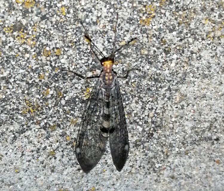 Megistopus flavicornis - kétfoltos hangyaleső