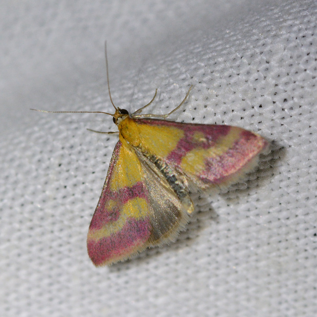 Pyrausta sanguinalis/virginalis