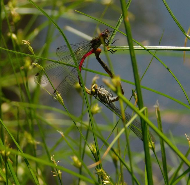 Pyrrhosoma nymphula interposita - vörös légivadász