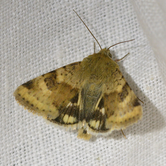 Heliothis viriplaca - mácsonyabagoly