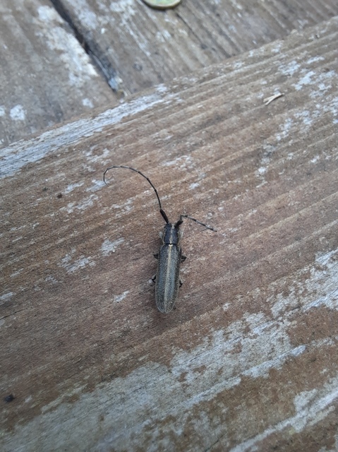 Agapanthia cardui - sávos bogáncscincér
