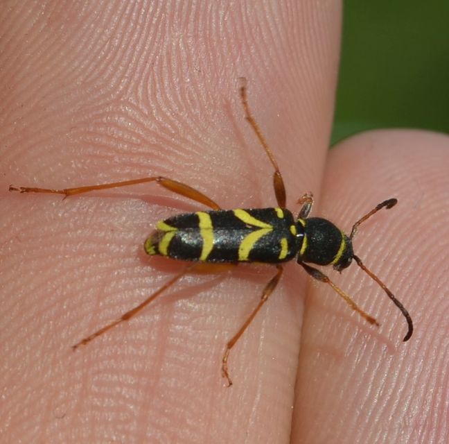 Clytus arietis - közönséges darázscincér