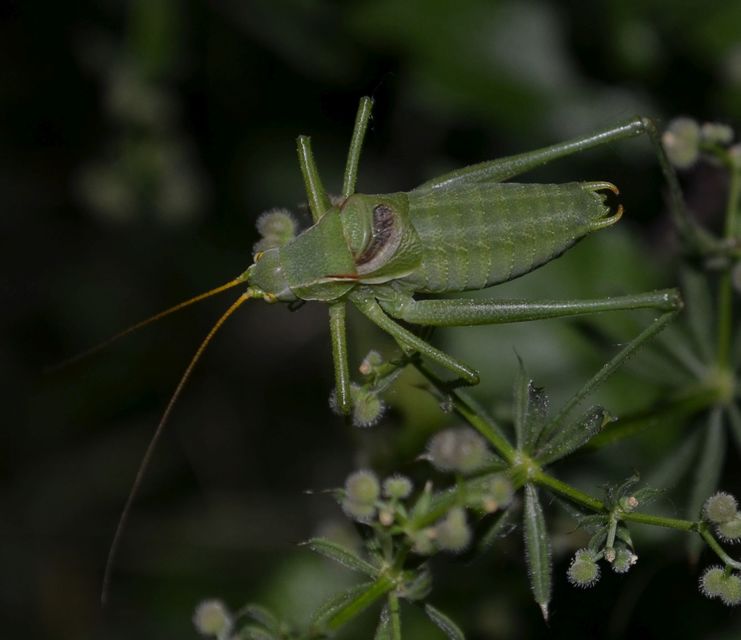 Isophya costata - magyar tarsza