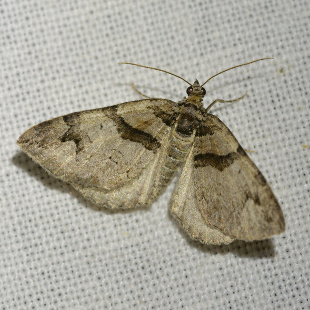 Pareulype berberata - sóskafa-tarkaaraszoló