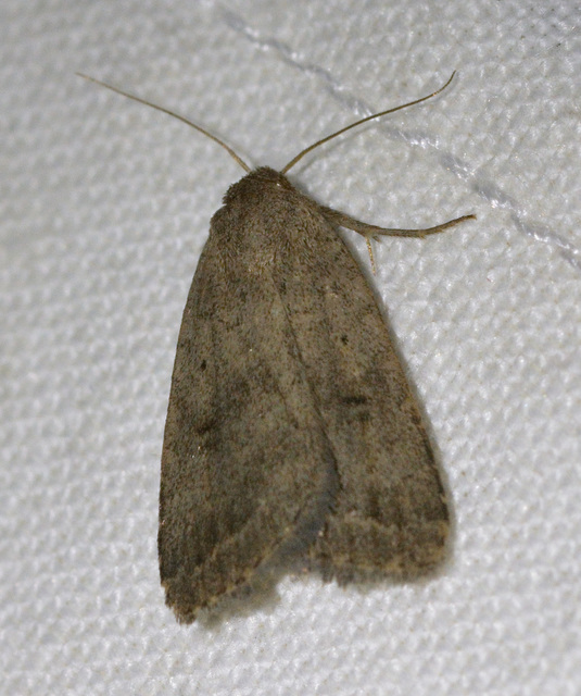 Athetis gluteosa - nyugtalan lápibagoly