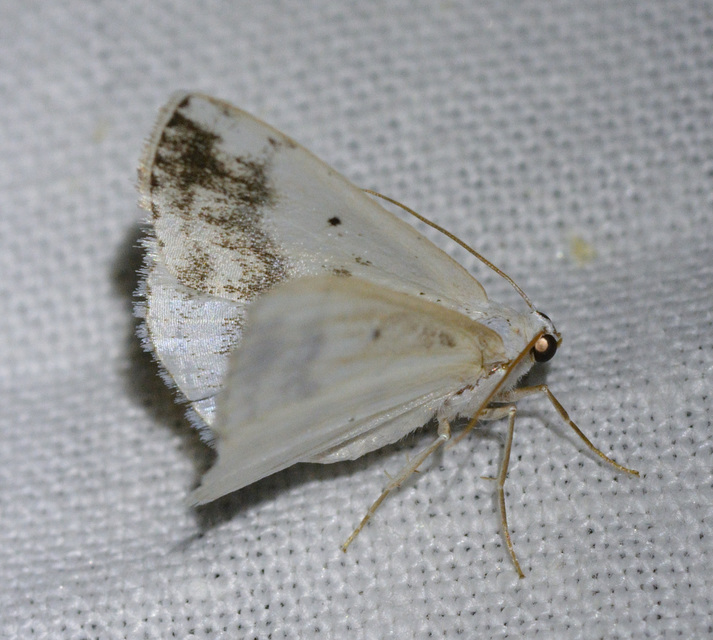 Lomographa temerata - foltos fehéraraszoló