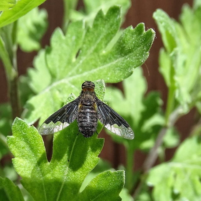 Hemipenthes morio - közönséges gyászlégy