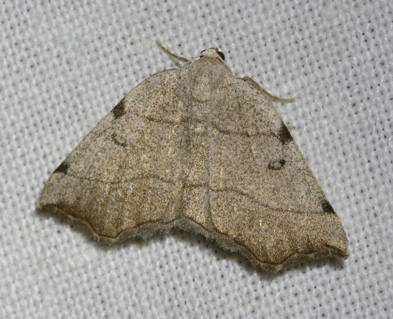 Eilicrinia trinotata - háromjegyű araszoló