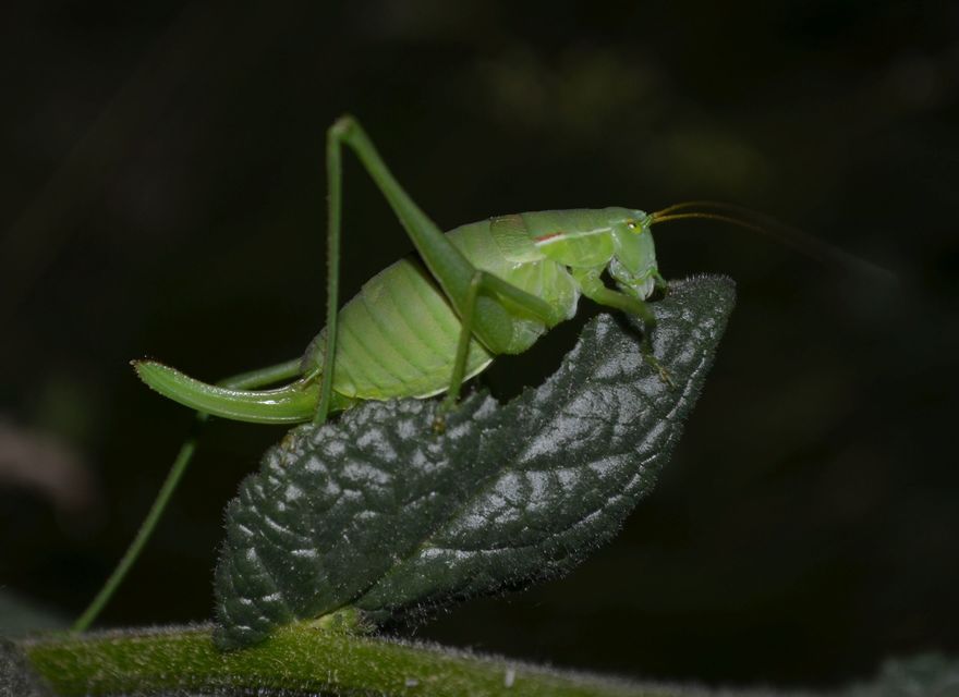 Isophya costata - magyar tarsza