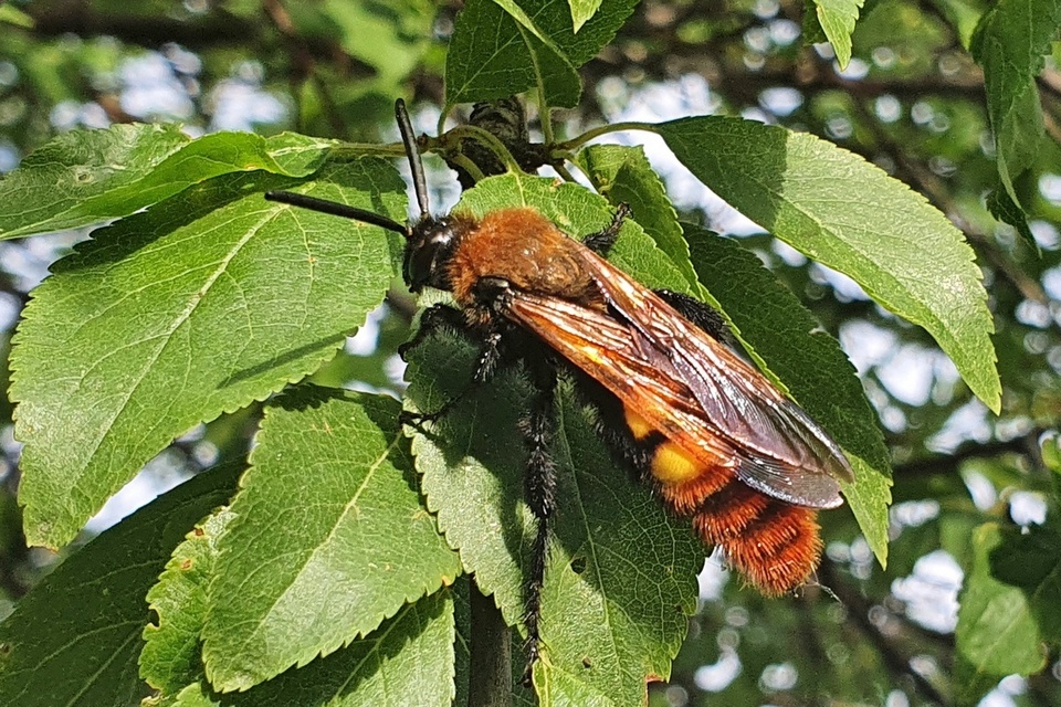 Megascolia maculata - óriás-tőrösdarázs
