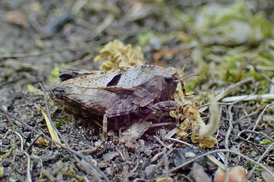 Tetrix bipunctata - kétpettyes tövishátúsáska