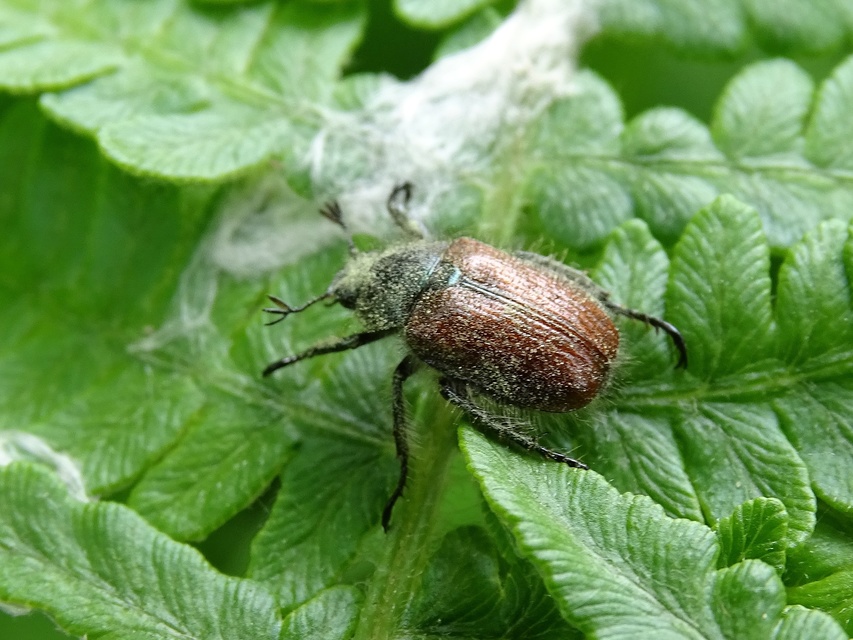 Phyllopertha horticola - kerti szipoly