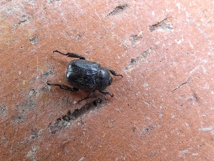 Hoplia hungarica - homoki virágcserebogár