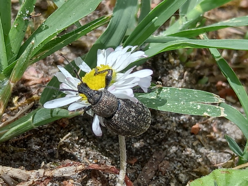 Otiorhynchus ligustici - vincellér-gyalogormányos