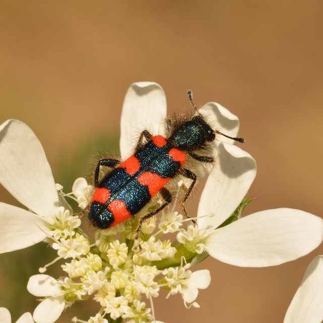 Trichodes favarius - hatfoltos méhészbogár