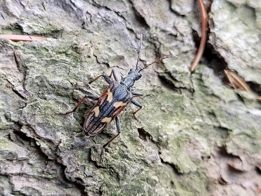 Rhagium bifasciatum - kétcsíkos tövisescincér