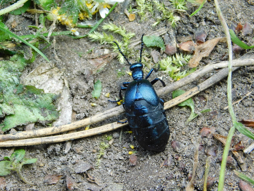 Meloe violaceus - kék nünüke