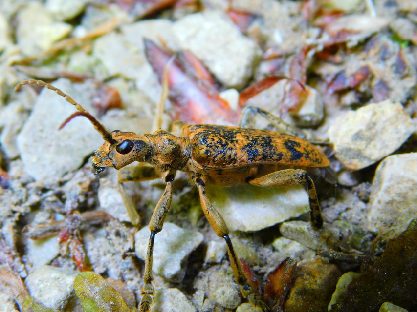 Rhagium sycophanta - tölgyes-tövisescincér