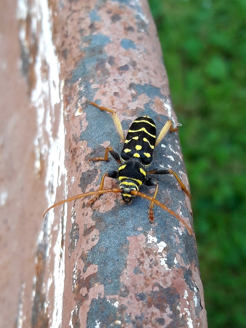 Plagionotus arcuatus - bársonyos darázscincér