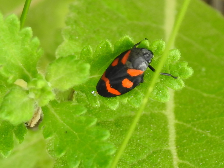 Cercopis arcuata/sanguinolenta