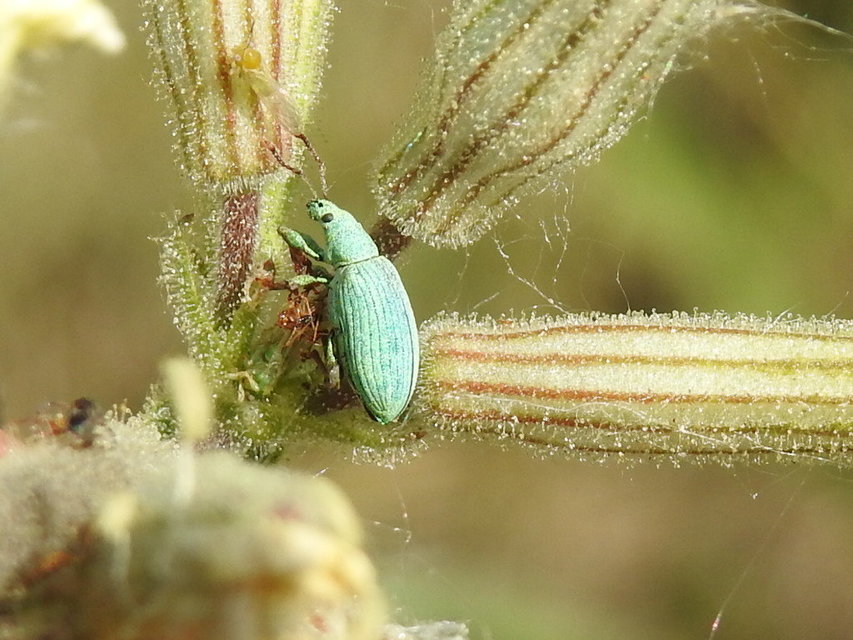 Phyllobius virideaeris - halványzöld levélormányos