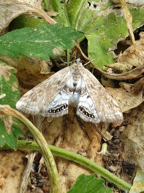 Cataclysta lemnata - békalencsemoly