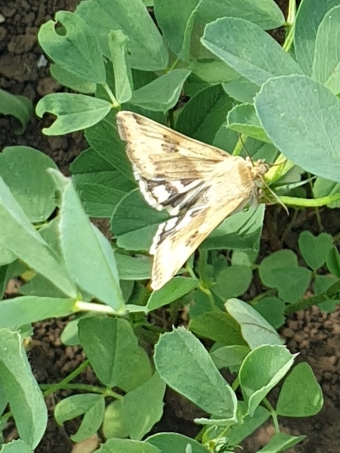 Heliothis adaucta - somkóróbagoly