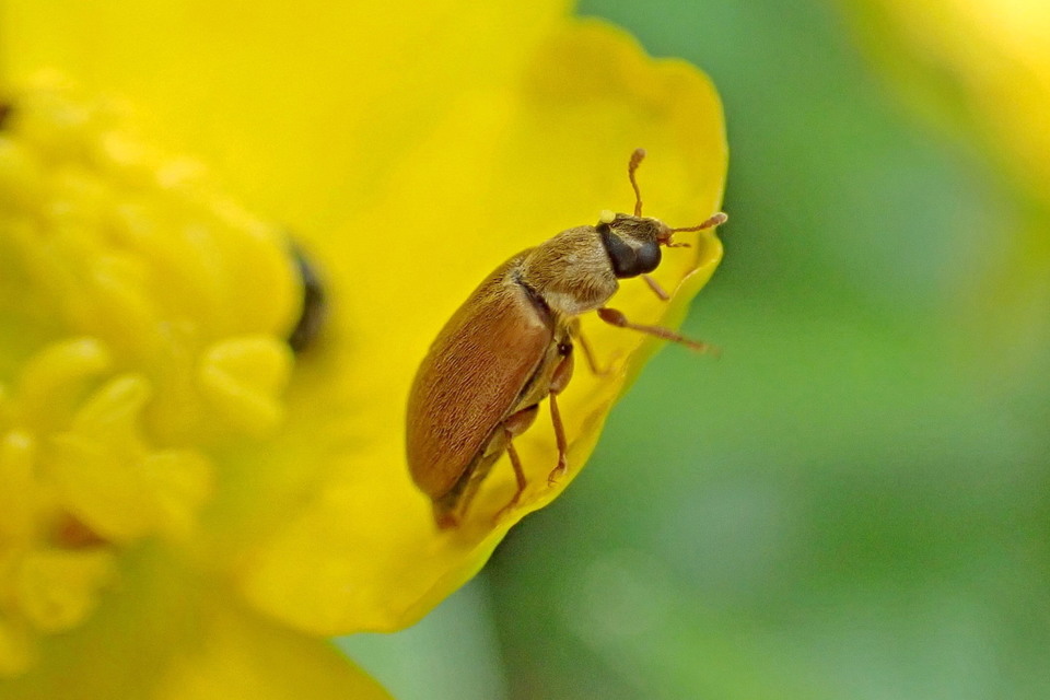 Byturus ochraceus - gyömbérgyökérbogár