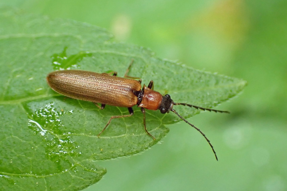 Denticollis linearis - dülledtszemű pattanó