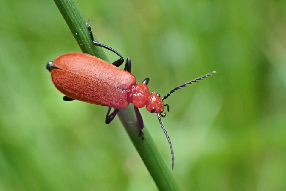Pyrochroa serraticornis - közép-bíborbogár