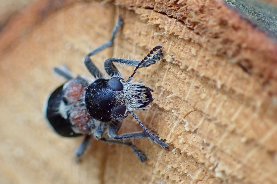 Clerus mutillarius - feketenyakú szúfarkas