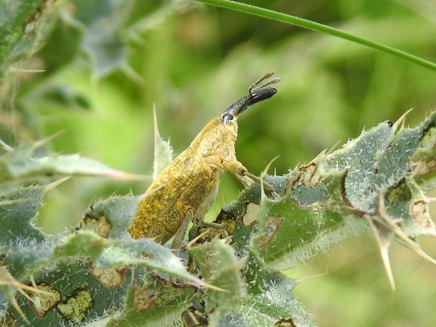 Lixus pulverulentus - mályvafúró dudvabarkó